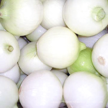 Fresh Onion (Yellow onion and red onion)
